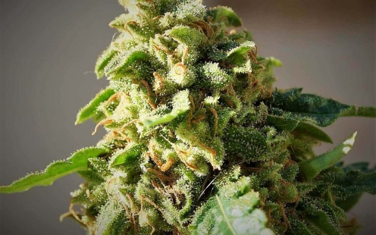How to find a cannabis dispensary near me?