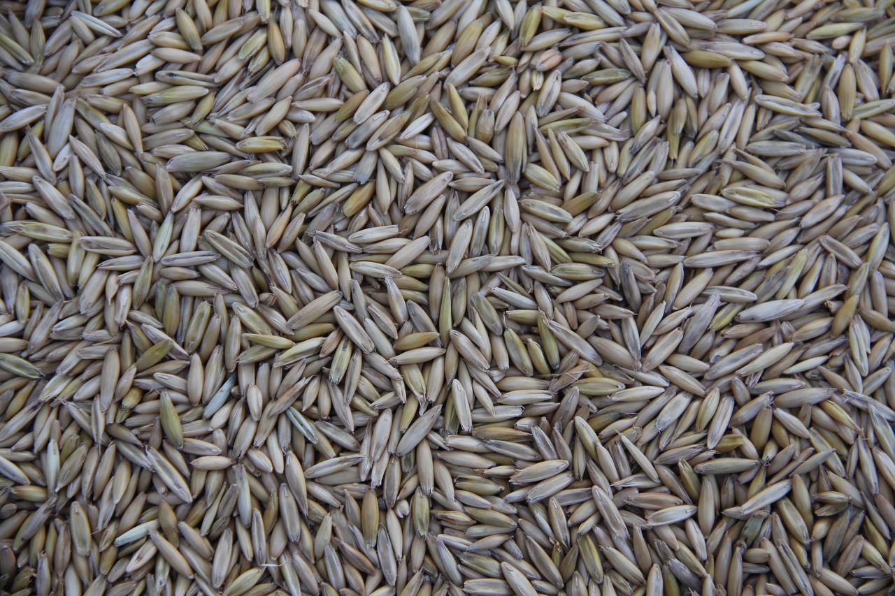 Cereal, grain, farming — Dr Ronald Bernardini - Leading the Evolution of Collaborative Healthcare Practices