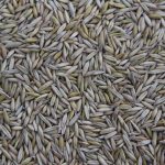 Cereal, grain, farming — How Delta 9 Gummies Help with Precise Dosing for Beginners