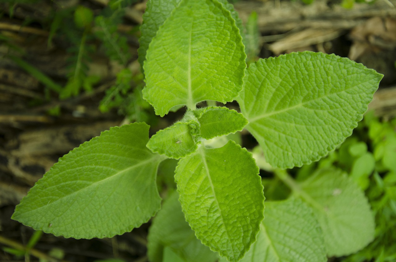 Oregano, leaves, green — Marketplace Health Insurance 2025: Key Deadlines and Dates