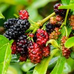 Mulberry, color, wild — The Benefits of Regular Chiropractic Adjustments