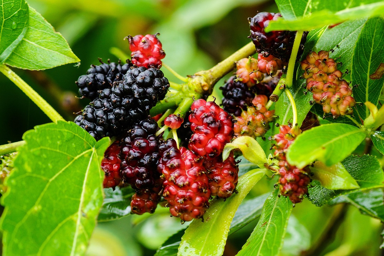 Mulberry, color, wild — The Benefits of Regular Chiropractic Adjustments