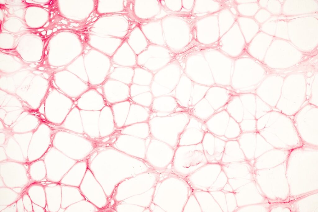 Close-up view of stained tissue cells
