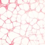 Close-up view of stained tissue cells